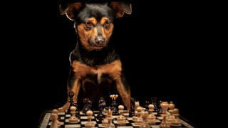 Dog chessboard animal photography vogelsang - new objectivity free wallpaper