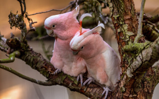 Pink birds perched branch art - bernd fasching free wallpaper