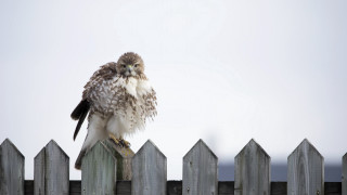 Bird fence post white sky - a wooden fence post free wallpaper