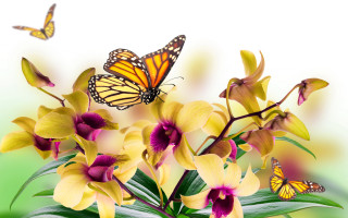 Yellow butterflies flowers insects nature - butterfly free wallpaper