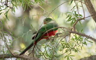 Green red bird tree branch - australian tonalism free wallpaper