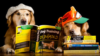 Dogs reading book hats glasses - two dog free wallpaper