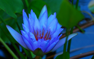 Blue flower bokeh macro water - vivid color free wallpaper
