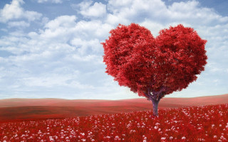 Heart shaped tree field flowers 4 - didier mouron free wallpaper