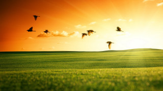 Birds field sunset green grass - a flock of birds free wallpaper