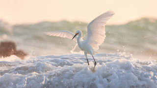 White bird over ocean with - photography free wallpaper