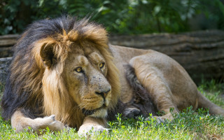 Lion grass log foreground background - a lion free wallpaper