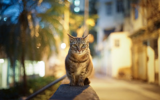 Cat ledge street night bokeh 2 - adrian zingg free wallpaper