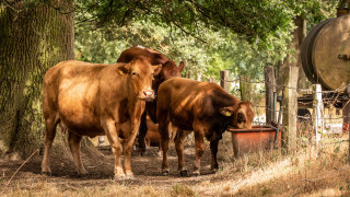Cows tree fence barrel puzzle - a barrel free wallpaper