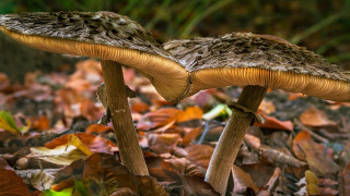 Mushrooms autumn leaves grass bokeh - leaf and grass free wallpaper