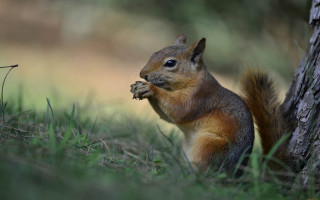 Squirrel eating nut grass tree - a nut free wallpaper