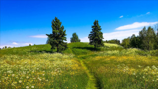 Grassy field trail hill forest - a trail free wallpaper