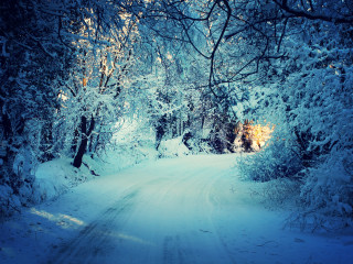 Snowy woodland road magic blue - both side of it free wallpaper