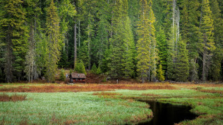 Cabin forest pond ecological art - bob thompson free wallpaper
