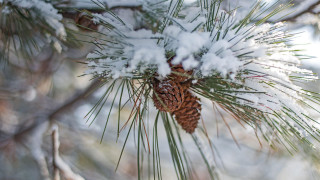 Pine cone snow ice pine - visible free wallpaper