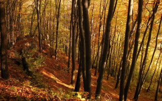 Forest path autumn leaves bare 2 - lot of trees free wallpaper