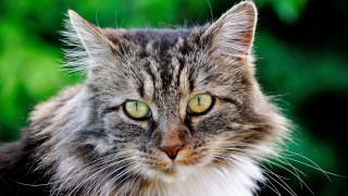 Cat green eyes closeup neoplasticism - the background and bushes free wallpaper for desktop
