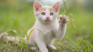 Kitten grass outdoors blue eyes - sharp claw free wallpaper