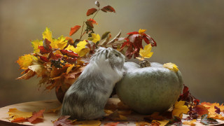 Cat pumpkin leaves plant fire 2 - a cat sitting next free wallpaper