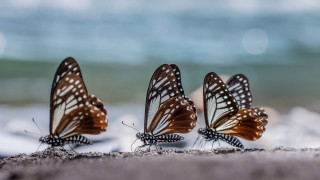 Three butterflies sand ocean blurry 2 - free seasons wallpaper