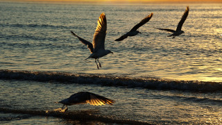 Birds ocean sunset flying beach - dawn free wallpaper