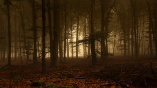 Forest leaves fog branches tonalism - a few branch free wallpaper for desktop