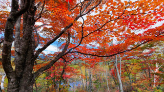 Autumn forest leaves red vivid - rich free wallpaper