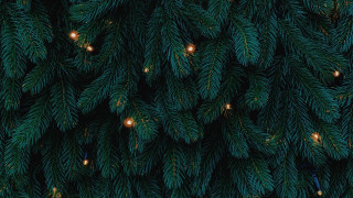Pine tree lights teddy bear 2 - a close up of a pine tree free wallpaper