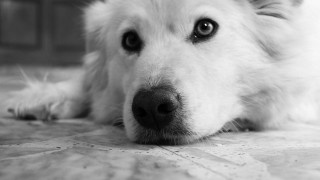 White dog sad look tile - a tile floor free wallpaper