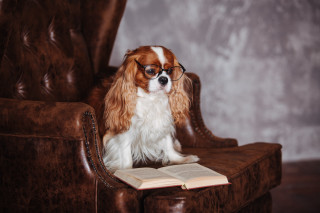 Dog glasses chair book portrait - preraphaelitism free wallpaper