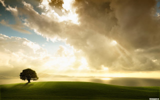 Lone tree grassy hill cloudy 6 - god ray free wallpaper