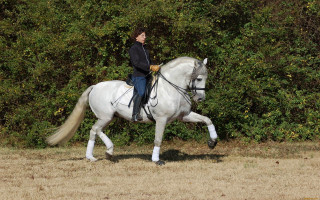 Woman horse field forest bushes - a white horse free wallpaper