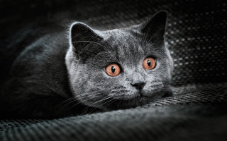 Orange eyed cat sad couch - orange eye free wallpaper for desktop