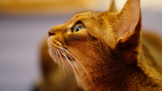 Cat looking up macro blurry - daphne allen free wallpaper