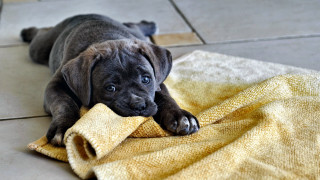 Puppy shiba inu sad towel - a puppy free wallpaper