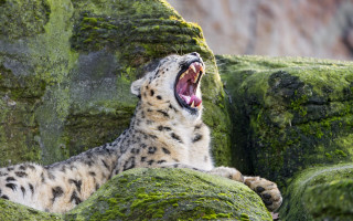 Snow leopard yawning mossy rocks - a snow leopard free wallpaper