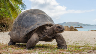 Large turtle beach mountains sky - sandy free wallpaper for desktop