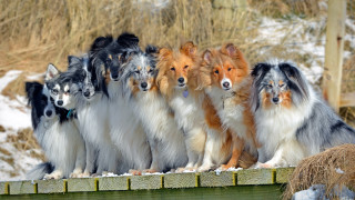 Dogs snow wooden ledge hay - a group of dogs free wallpaper