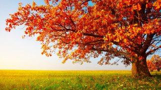 Red leaves tree autumn sky 2 - a green field free wallpaper