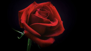 Red rose black background raytraced - a red rose free wallpaper