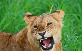 Lion roaring grass wildlife photography - tooth wide open free wallpaper