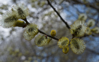 Branch flowers sky trees bokeh - some flower free wallpaper