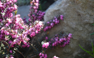 Pink cherry blossoms hydrangea wisteria - a rock in the foreground free wallpaper for desktop