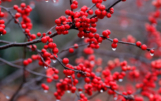 Tree berries water drops autumn - red berry free wallpaper