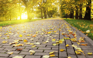 Fall brick road leaves autumn - ada hill walker free wallpaper