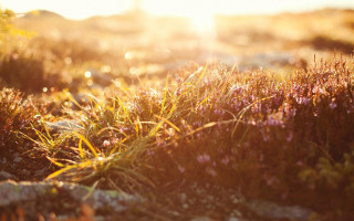 Autumn flowers bokeh sunset nature - the sunlight free wallpaper