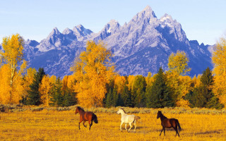 Horses mountains autumn leaves nature - yellow leaf free wallpaper