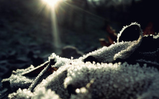 Sunshine snow leaf stem beam - a.b. frost free wallpaper