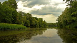 River trees water clouds ducks - a few duck free wallpaper