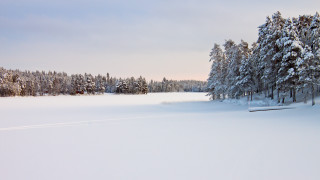 Snowy field benched trees winter - a snowy field free wallpaper
